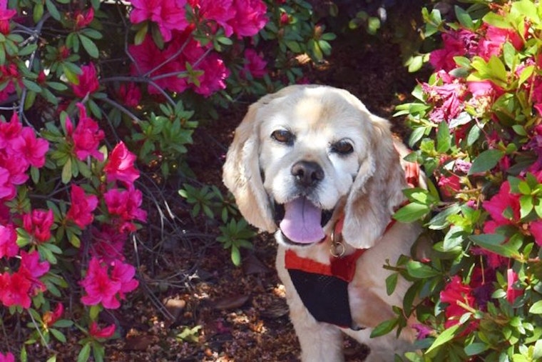 Dogs in Sacramento looking for their fur-ever homes