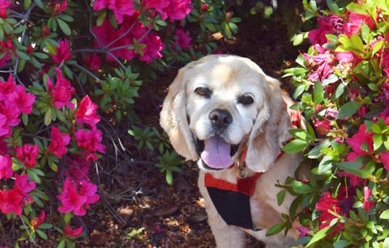 Dogs in Sacramento looking for their fur-ever homes