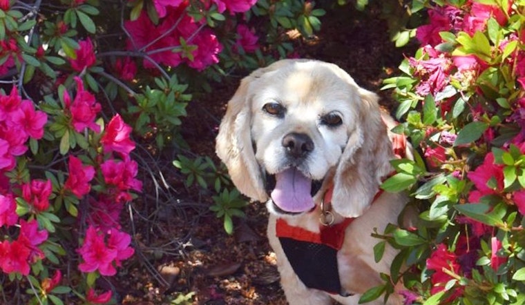 Dogs in Sacramento looking for their fur-ever homes
