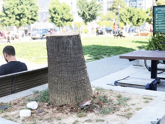 Palm tree removed from Patricia's Green as Hayes Valley tree debate continues
