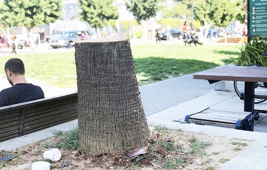Palm tree removed from Patricia's Green as Hayes Valley tree debate continues