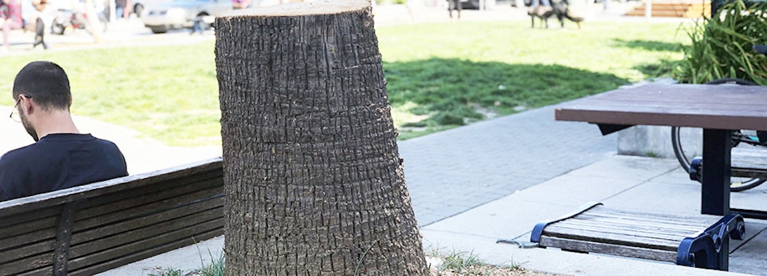 Palm tree removed from Patricia's Green as Hayes Valley tree debate continues