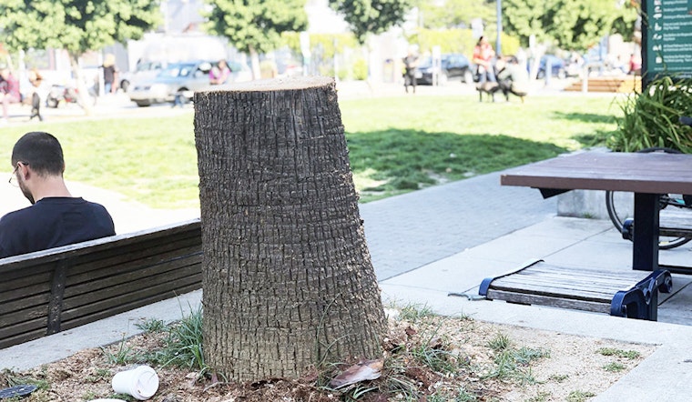 Palm tree removed from Patricia's Green as Hayes Valley tree debate continues
