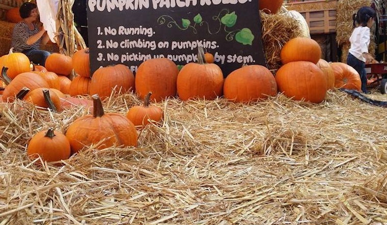 5 Fun And Affordable Things To Do In Oakland This Weekend