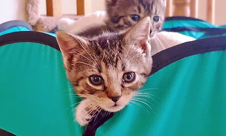 Kittens in Jersey City looking for their fur-ever homes
