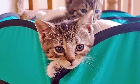 Kittens in Jersey City looking for their fur-ever homes