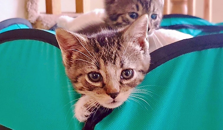 Kittens in Jersey City looking for their fur-ever homes