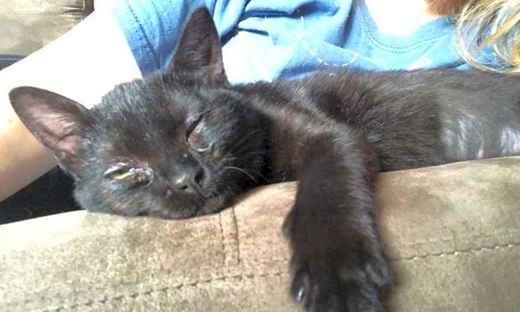 Kittens in Washington looking for their fur-ever homes