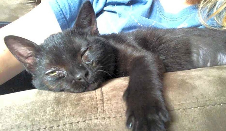 Kittens in Washington looking for their fur-ever homes