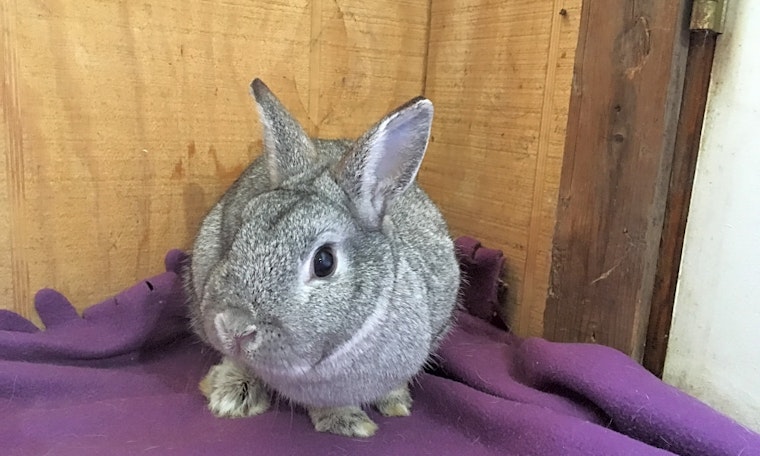 Purr-fect pets for adoption in and around Baltimore