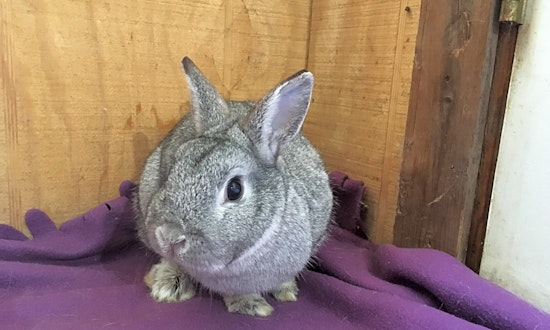 Purr-fect pets for adoption in and around Baltimore