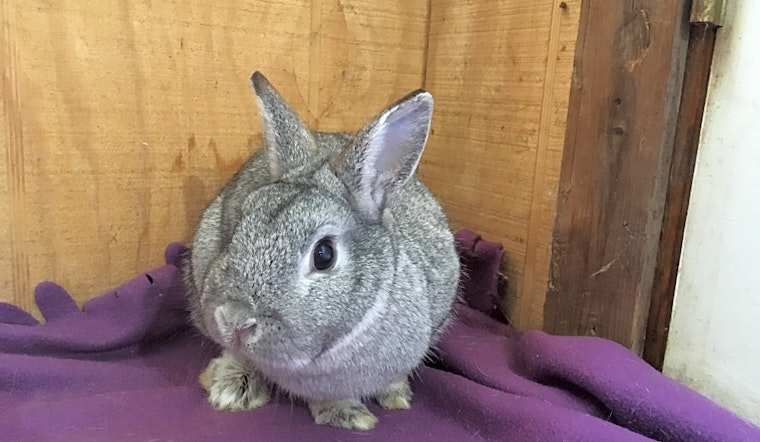 Purr-fect pets for adoption in and around Baltimore