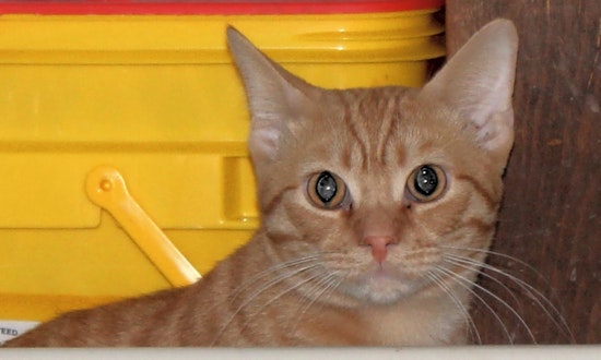 Kittens in Columbus looking for their fur-ever homes