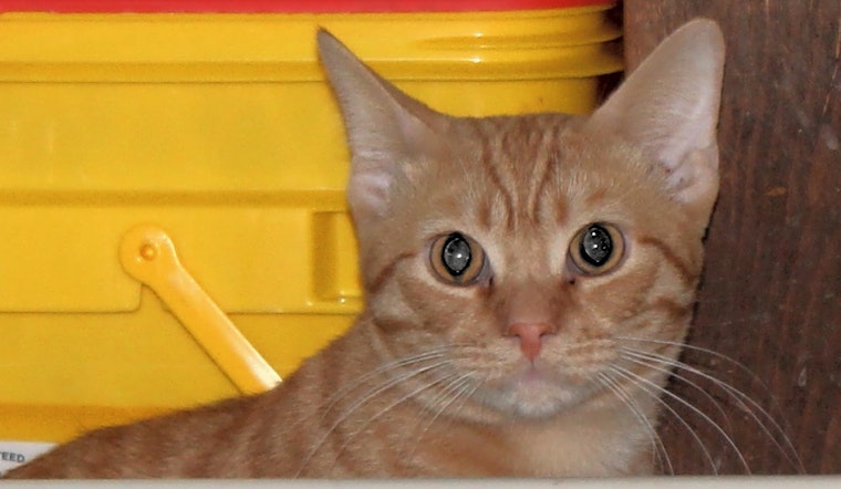 Kittens in Columbus looking for their fur-ever homes