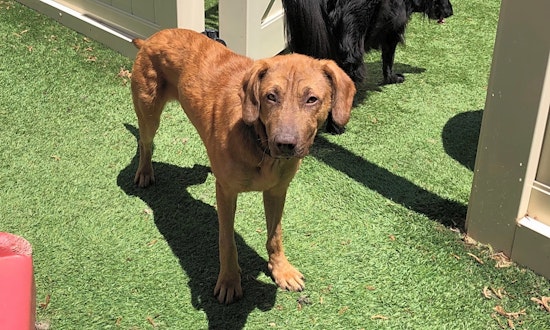 Puppies in Cleveland looking for their fur-ever homes