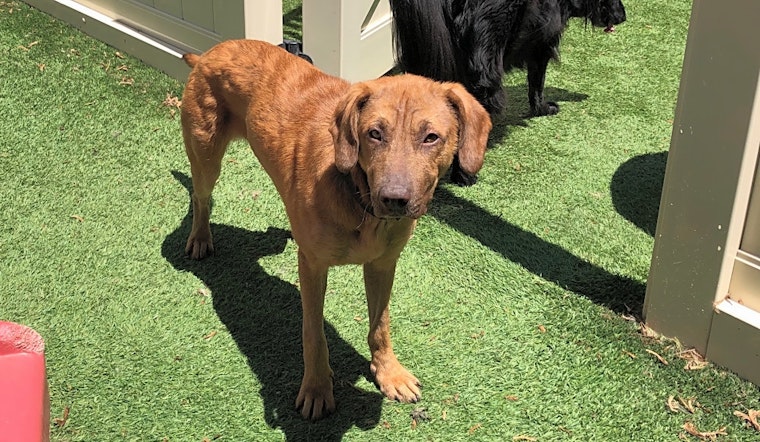 Puppies in Cleveland looking for their fur-ever homes