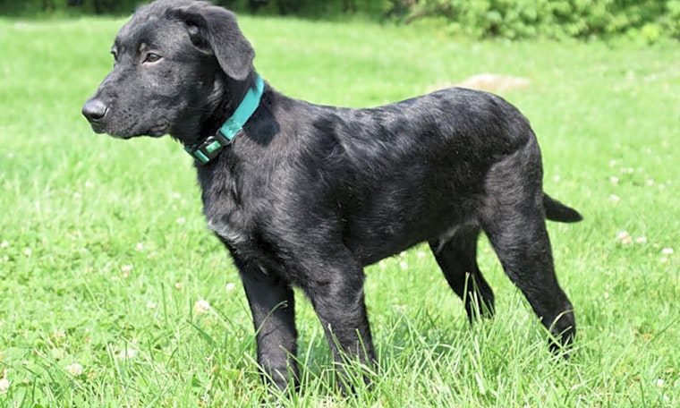 Puppies in Cincinnati looking for their fur-ever homes