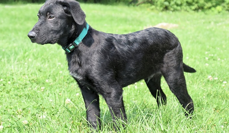 Puppies in Cincinnati looking for their fur-ever homes