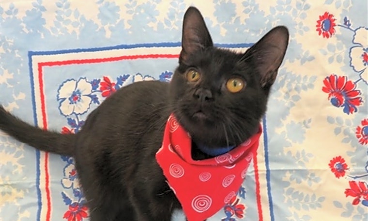 Cats in Detroit looking for their fur-ever homes