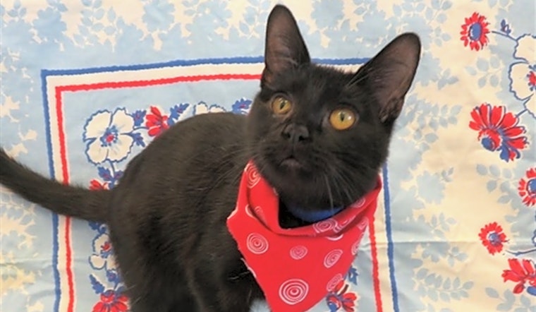 Cats in Detroit looking for their fur-ever homes