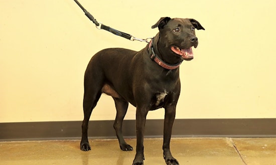 Dogs in Louisville looking for their fur-ever homes