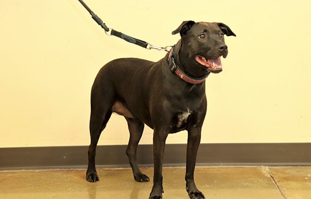 Dogs in Louisville looking for their fur-ever homes