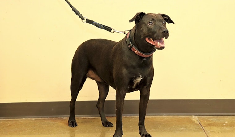 Dogs in Louisville looking for their fur-ever homes