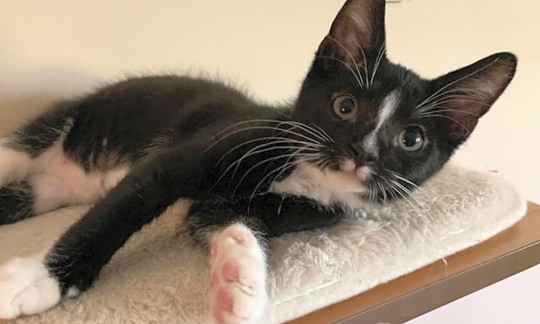 Kittens in Norfolk looking for their fur-ever homes