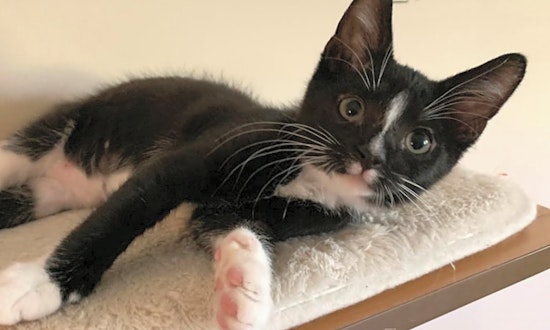 Kittens in Norfolk looking for their fur-ever homes