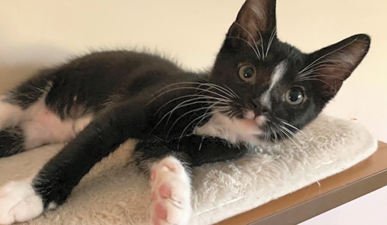 Kittens in Norfolk looking for their fur-ever homes