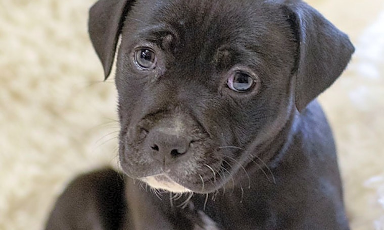 Puppies in Durham looking for their fur-ever homes