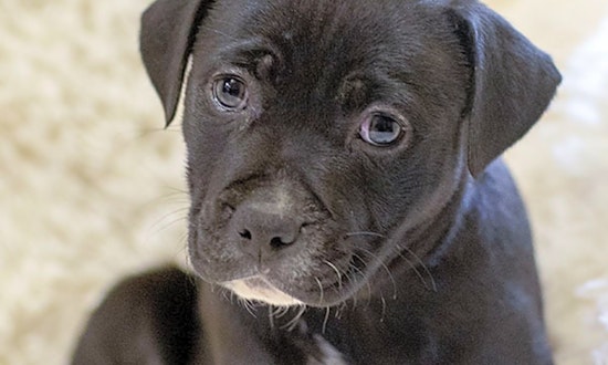 Puppies in Durham looking for their fur-ever homes