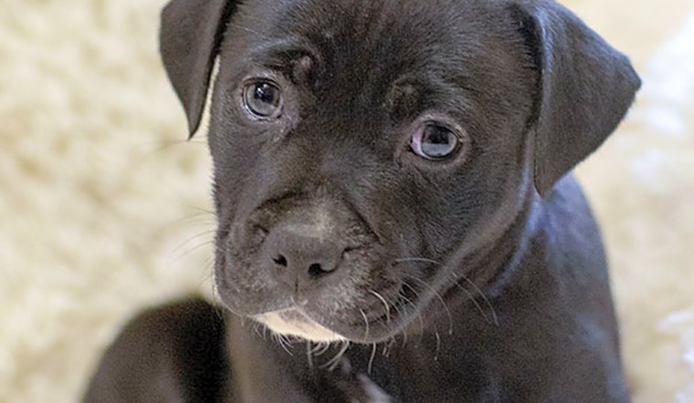 Puppies in Durham looking for their fur-ever homes