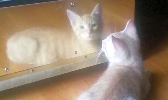 Kittens in Raleigh looking for their fur-ever homes