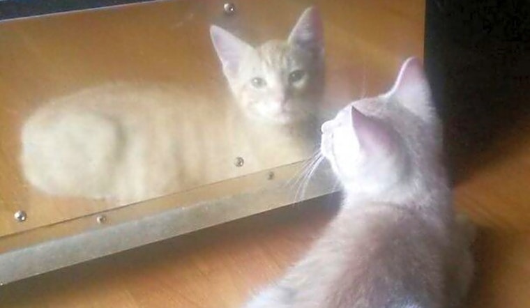 Kittens in Raleigh looking for their fur-ever homes