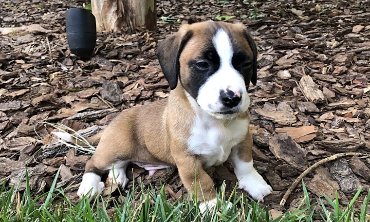 Puppies in Charlotte looking for their fur-ever homes