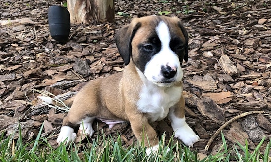 Puppies in Charlotte looking for their fur-ever homes