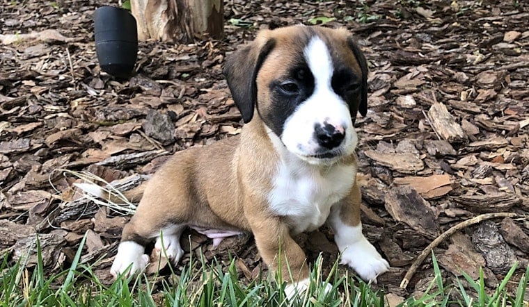 Puppies in Charlotte looking for their fur-ever homes