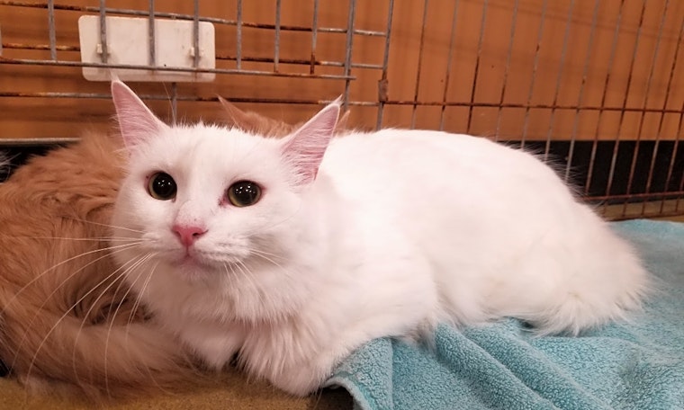Cats in Atlanta looking for their fur-ever homes