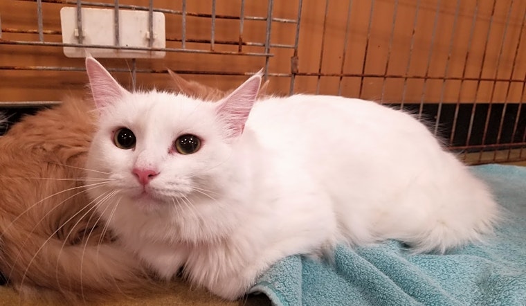 Cats in Atlanta looking for their fur-ever homes