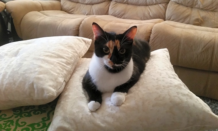 Cats in Jacksonville looking for their fur-ever homes