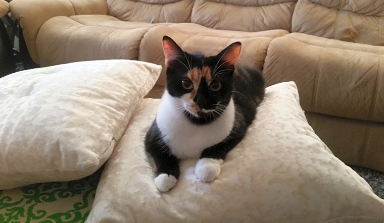 Cats in Jacksonville looking for their fur-ever homes