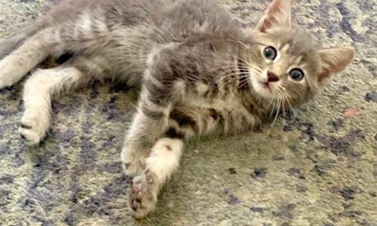 Kittens in Orlando looking for their fur-ever homes