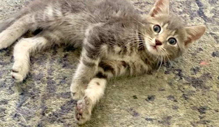Kittens in Orlando looking for their fur-ever homes