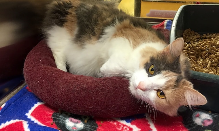 Cats in Miami looking for their fur-ever homes