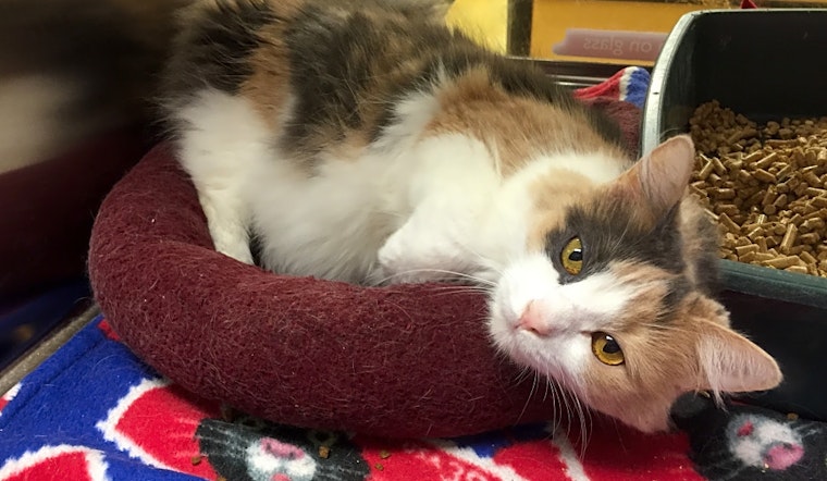 Cats in Miami looking for their fur-ever homes