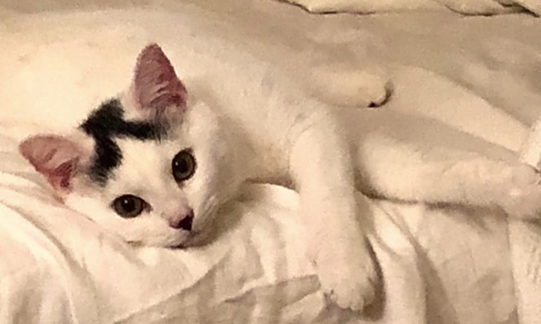 Kittens in Tampa looking for their fur-ever homes