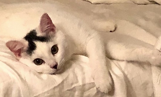 Kittens in Tampa looking for their fur-ever homes