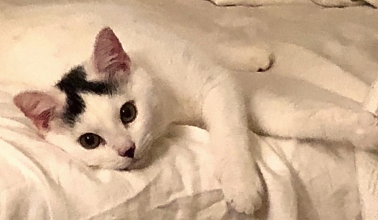 Kittens in Tampa looking for their fur-ever homes