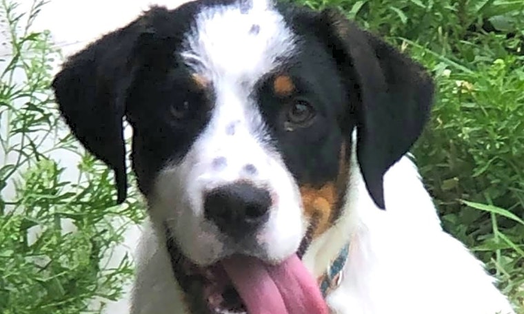 Puppies in Indianapolis looking for their fur-ever homes